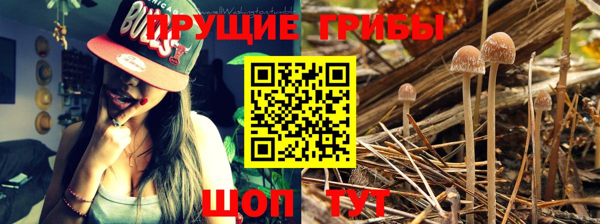 Псилоцибиновые грибы MAGIC MUSHROOMS Петровск